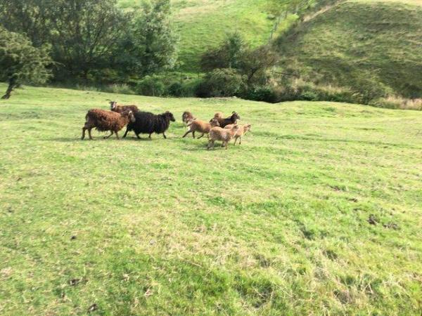 Image 2 of Soay lambs and sheep, hardy , low maintenance, eco friendly