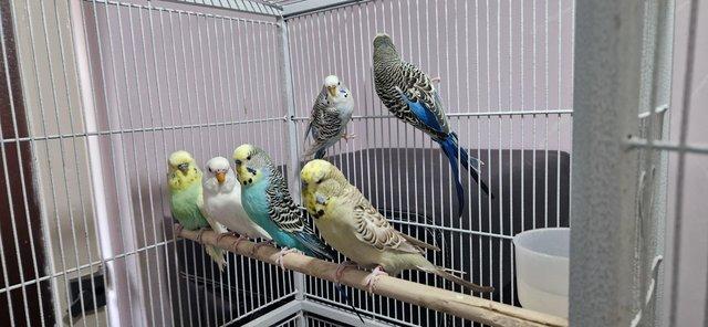 Image 4 of Budgies no longer available, cage only