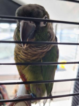 Image 3 of Green cheek conures can go seperatly