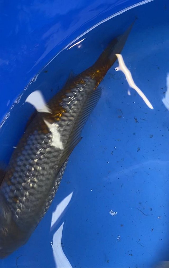 Preview of the first image of Ochaiba koi scaled doitus metallic ginrin.