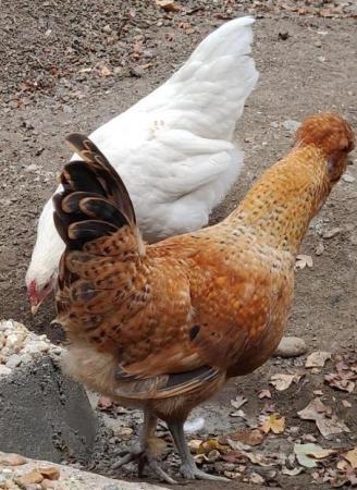 Image 10 of Chickens male and female for sale