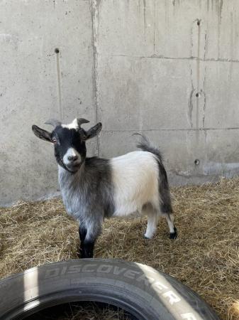 Image 2 of Beautiful Pygmy goat wether!