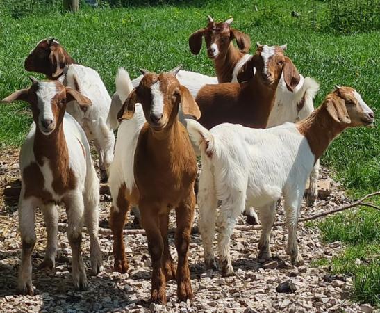 Image 1 of Boer Nanny Goat kids For Sale