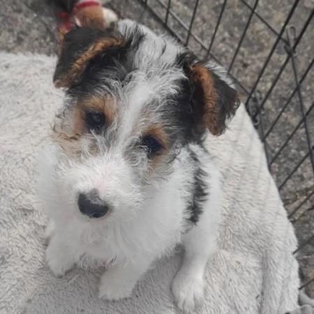 Image 1 of Wire Haired Fox Terrier puppies for sale/now all sold