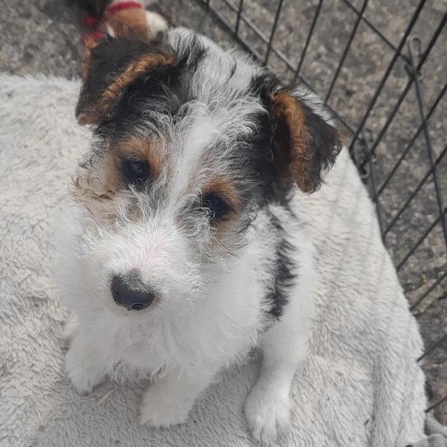 Preview of the first image of Wire Haired Fox Terrier puppies for sale/now all sold.