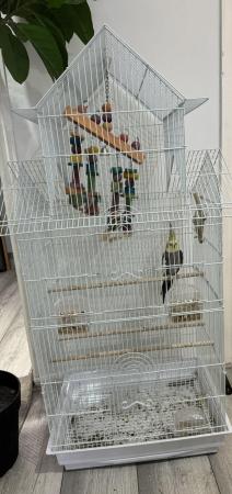 Image 2 of Male cockatiel with large  cage