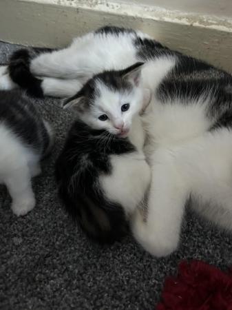 Image 1 of adorable kittens for sell
