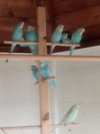 Image 5 of Budgies for sale. Avairy bred coulp