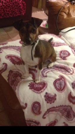 Image 4 of 2 Jack Russell Puppies For Sale