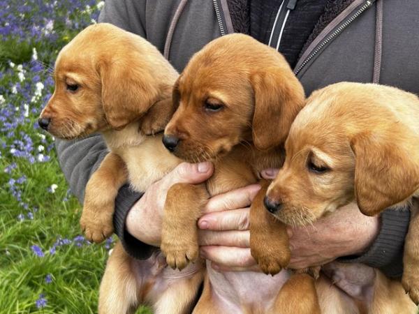 Image 8 of Gorgeous Pedigree Working Fox Red Labrador Puppies! 2 LEFT!