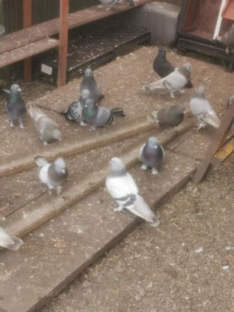 Image 4 of Turkish Takla pigeon Ready to go New Home