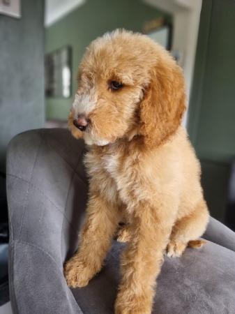 Image 29 of Ready to leave now. Goldendoodle puppies