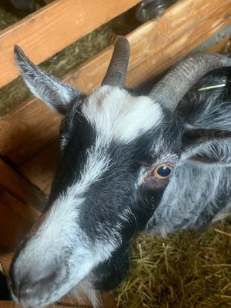 Image 2 of Nanny pygmy goat 3years old