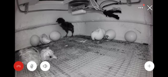 Image 1 of Day old baby chicks for sale