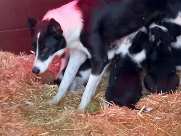 Image 3 of 4 Registered ISDS. Border Collie Pups For Sale.
