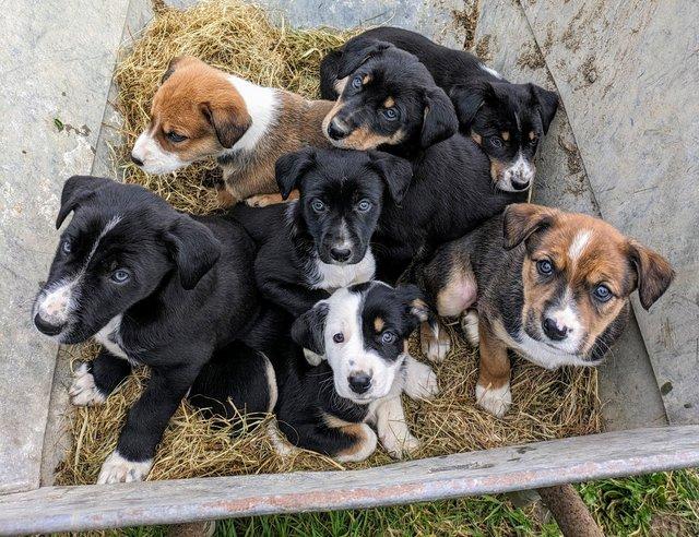 Preview of the first image of Border collie x Huntaway puppies.