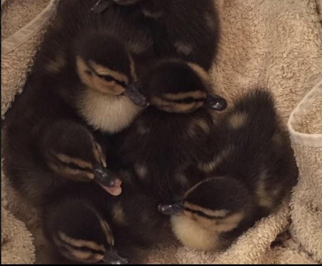 Preview of the first image of 9th July Mallard Duck Ducklings to Reserve.