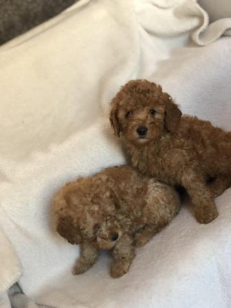 Image 11 of toy poodle puppy’s ready now!!