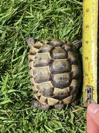 Image 5 of Spur Thighed Tortoise 2021