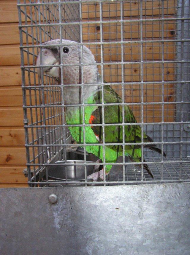 Preview of the first image of Grey Headed Cape Parrot Adult Female Wanted..