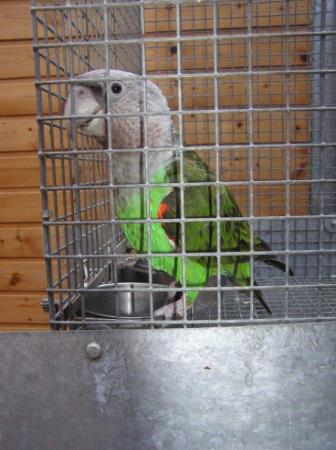 Image 1 of Grey Headed Cape Parrot Adult Female Wanted.