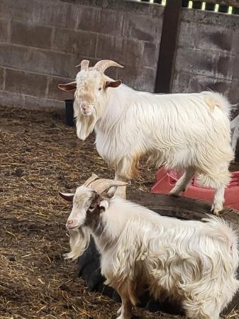 Image 3 of 2 Billy goats for sale born last year