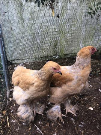 Image 1 of Large fowl pure bred brahmas