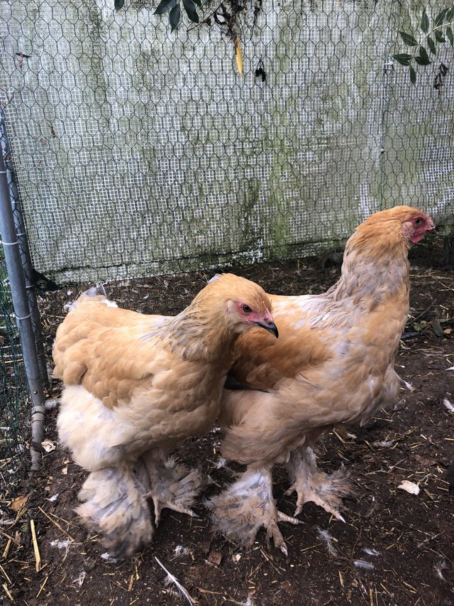 Preview of the first image of Large fowl pure bred brahmas.
