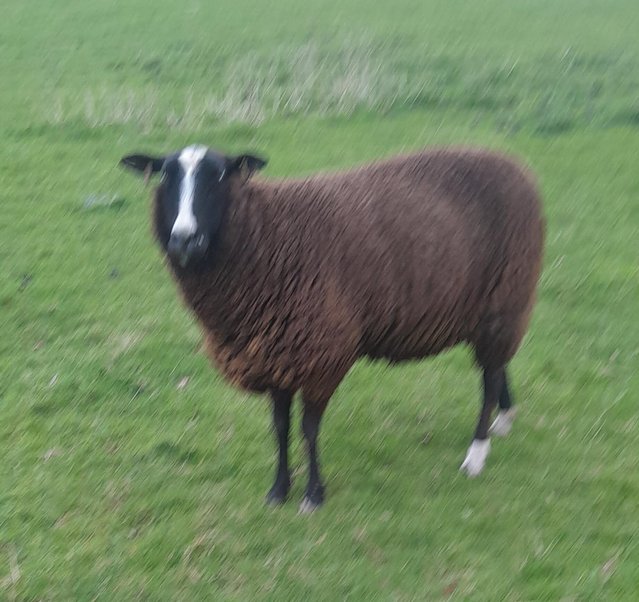 Preview of the first image of Registered Zwartbles Ewes.