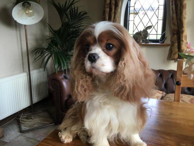 Preview of the first image of Stunning Cavalier Stud, Superb Import. Health Tested..