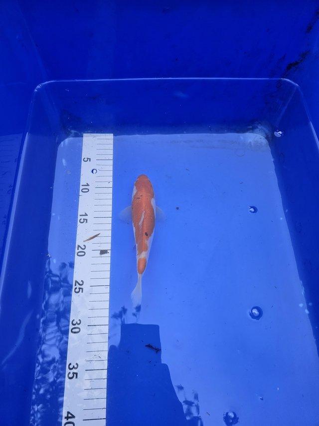 Preview of the first image of 9x Japanese koi for sale.