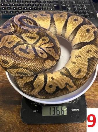 Image 6 of Various Royal Pythons - open to offers