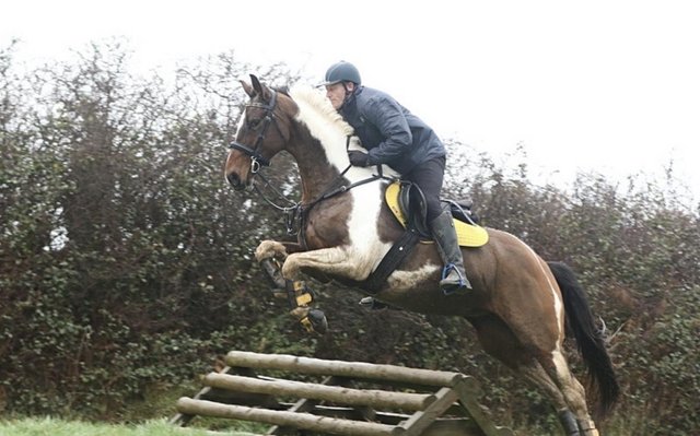 Image 3 of Warmblood x sportshorse mare 16.2hh 12 years