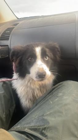 Image 5 of 11 month old border collie called Skye