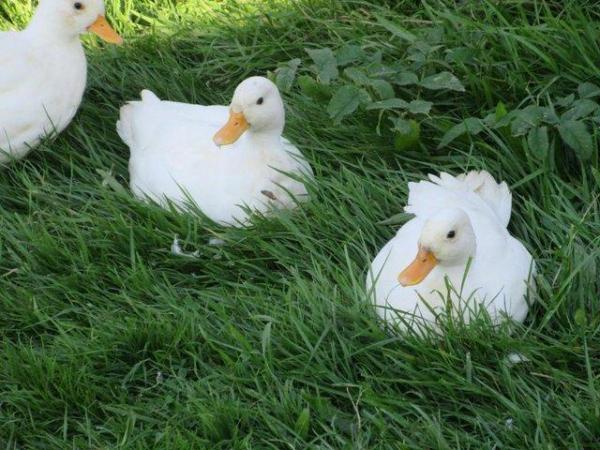 Image 7 of White Call Ducks, 3 boys available.