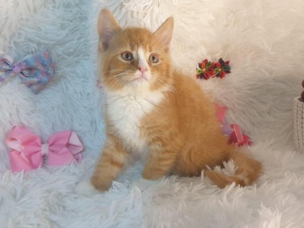 Image 11 of Maincoon x British stunning kittens very fluffy ready now