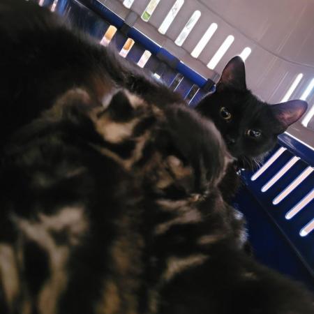 Image 8 of 1 fluffy black Kitten left needing forever home