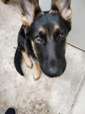 Image 5 of German shepherd puppy forever home wanted.