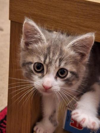 Image 5 of *Last little boy* Beautiful ragdoll cross kitten for sale