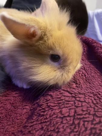 Image 5 of 6 week old Cute fluffy bunnies