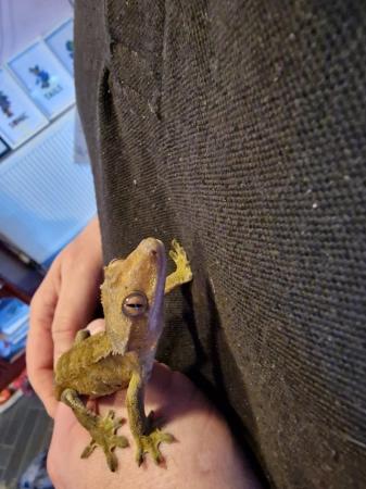 Image 4 of Male crested gecko available