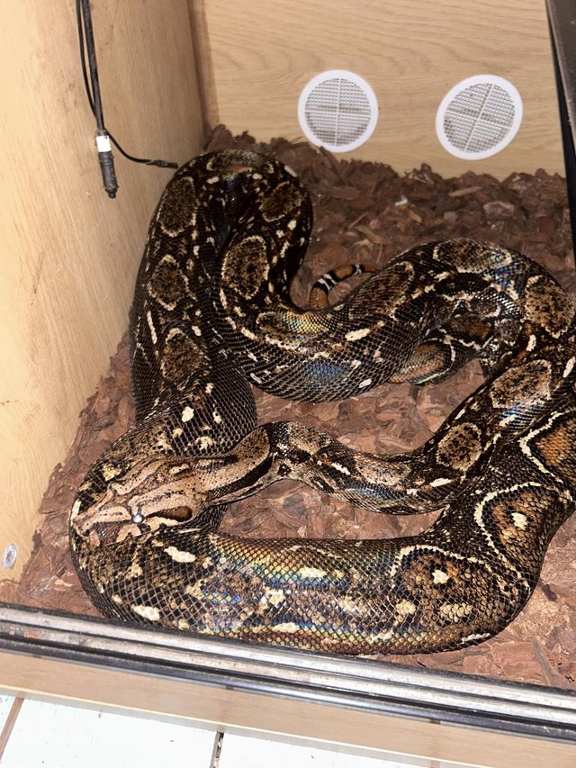 Preview of the first image of Proven hypo sonoran boa het leopard.