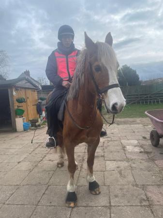 Image 1 of Lovely Chestnut mare for sale