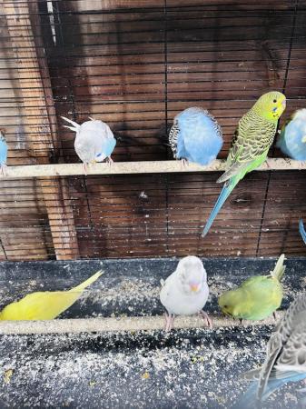 Image 2 of Baby budgies for sale various colors
