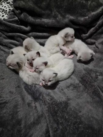 Image 4 of READY TO LEAVE 4 males fullragdoll kittens