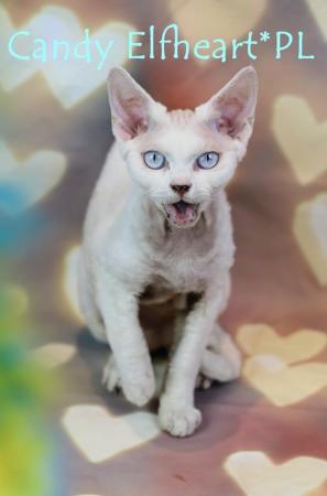 Image 11 of Devon Rex Candy boy for small home breeding