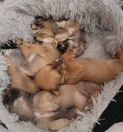 Image 8 of Gorgeous chihuahua puppies available