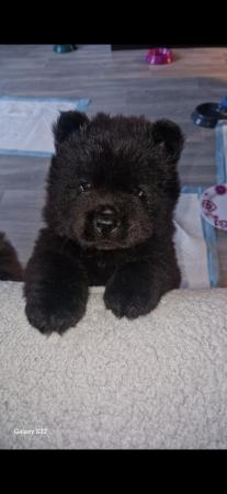 Image 5 of REDUCED Black Male Chow Chow left
