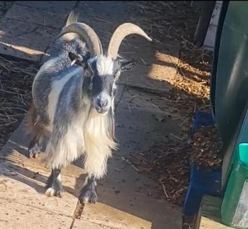 Image 1 of Registered pygmy goat wether for sale