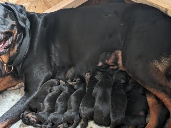 Image 2 of Outstanding chunky rottweiler puppys